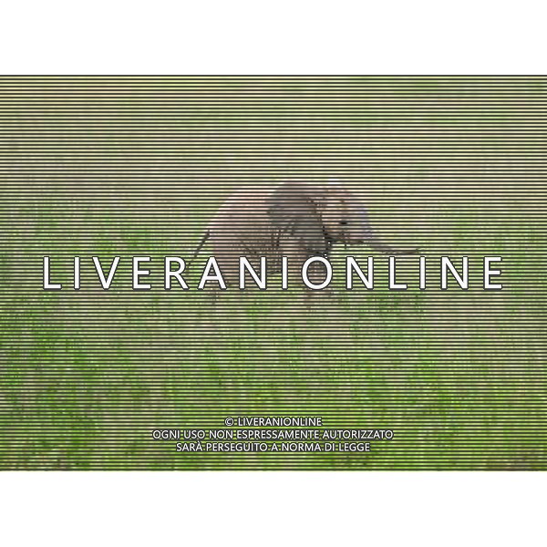 (120514) -- NAIROBI, May 14, 2012 () -- A baby elephant runs in the Amboseli National Park, Kenya, May 13, 2012. With an area of 390 square kilometres, the Amboseli National Park is famous for being the best place in Africa to get close to free-ranging elephants. The park also offers spectacular views of Mount Kilimanjaro. (/Ding Haitao) ©photoshot/AGENZIA ALDO LIVERANI SAS - ITALY ONLY - Branco di elefanti nel Parco Nazionale di Amboseli, in Kenya, 13 maggio 2012. Il parco offre anche una vista spettacolare del Monte Kilimanjaro. 