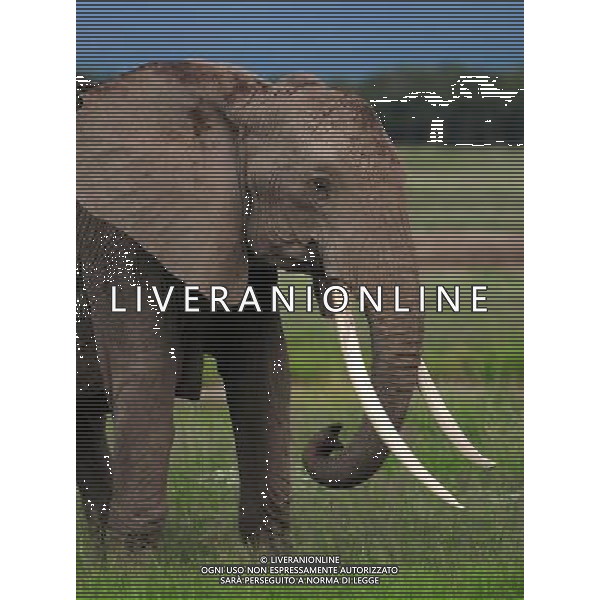 (120514) -- NAIROBI, May 14, 2012 () -- An elephant rests in the Amboseli National Park, Kenya, May 13, 2012. With an area of 390 square kilometres, the Amboseli National Park is famous for being the best place in Africa to get close to free-ranging elephants. The park also offers spectacular views of Mount Kilimanjaro. (/Ding Haitao) ©photoshot/AGENZIA ALDO LIVERANI SAS - ITALY ONLY - Branco di elefanti nel Parco Nazionale di Amboseli, in Kenya, 13 maggio 2012. Il parco offre anche una vista spettacolare del Monte Kilimanjaro. 