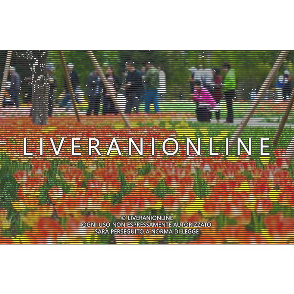 (120515) -- CHANGCHUN, May 15, 2012 () -- Tulips are in full bloom at the Changchun Park in Changchun, capital of northeast China\'s Jilin Province, May 15, 2012. (/Xu Chang) (ry) ©photoshot/AGENZIA ALDO LIVERANI SAS - ITALY ONLY - Tulipani fioriti presso il Parco Changchun in Changchun, capitale della Cina nord-orientale della provincia di Jilin, 15 maggio 2012.