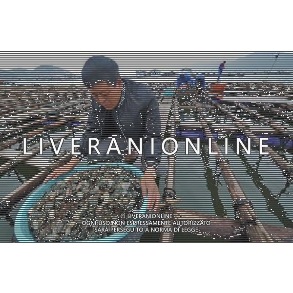 (120529) -- PINGTAN, May 29, 2012 () -- You Changxiong grieves over his abalones which were killed by a red tide in Suao Township of Pingtan County, southeast China\'s Fujian Province, May 29, 2012. The red tide killed almost all the abalones Mr. You raised. Abalone farms in the offshore waters of Pingtan have suffered from a red tide that occurred on May 25. Direct economic losses could be estimated at 220 million yuan (34.8 million U.S. dollars), as more than half of the area\'s 100 million abalones have died as a result of the algal bloom. Local authorities are making efforts to help abalone raisers minimize their losses. (/Zhang Guojun) (lmm) /PHOTOSHOT/AG ALDO LIVERANI SAS - ITALY ONLY