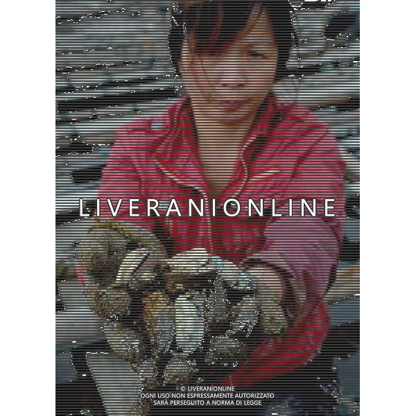 (120529) -- PINGTAN, May 29, 2012 () -- Liu Qiaoying, whose family lost four fifth of the abalones in a red tide, demonstrates a handful of dead abalones in Suao Township of Pingtan County, southeast China\'s Fujian Province, May 29, 2012. Abalone farms in the offshore waters of Pingtan have suffered from a red tide that occurred on May 25. Direct economic losses could be estimated at 220 million yuan (34.8 million U.S. dollars), as more than half of the area\'s 100 million abalones have died as a result of the algal bloom. Local authorities are making efforts to help abalone raisers minimize their losses. (/Zhang Guojun) (lmm) /PHOTOSHOT/AG ALDO LIVERANI SAS - ITALY ONLY