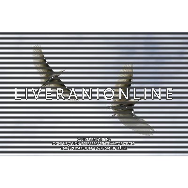 (120529) -- METAPAN, May 29, 2012 () -- Herons flight above the nesting site of the natural reserve \'La Barra\', in Metapan, 120 kilometers to the north of San Salvador, on May 29, 2012. In the last weeks the high mortality of herons and their chicks, according to investigations of environmentalist of the Salvadoran Association for Rescuing Birds (ALAS, its acronym in Spanish), is caused by the use of agrochemical in the fields of agriculture near the natural reserve. (/Oscar Rivera) /PHOTOSHOT/AG ALDO LIVERANI SAS - ITALY ONLY