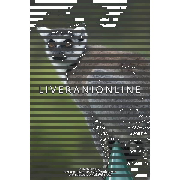 (120529) -- ANTANANARIVO, May 29, 2012 () -- A ring-tailed lemur has a rest in a nature reserve in Andasibe, 130 km east of capital Antananarivo, Madagascar, on May 28, 2012. The disappearance of adjoining habitat outside the area is the main threat to the critically endangered lemurs. (/He Xianfeng) /PHOTOSHOT/AG ALDO LIVERANI SAS - ITALY ONLY
