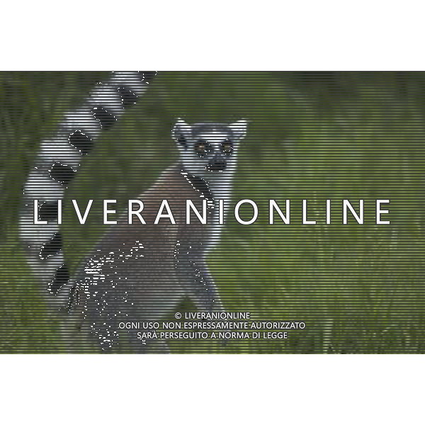 (120529) -- ANTANANARIVO, May 29, 2012 () -- A ring-tailed lemur has a rest in a nature reserve in Andasibe, 130 km east of capital Antananarivo, Madagascar, on May 28, 2012. The disappearance of adjoining habitat outside the area is the main threat to the critically endangered lemurs. (/He Xianfeng) /PHOTOSHOT/AG ALDO LIVERANI SAS - ITALY ONLY