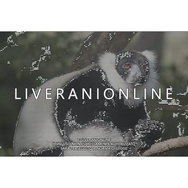 (120529) -- ANTANANARIVO, May 29, 2012 () -- A diademed sifaka, an endangered species of lemur, has a rest in a nature reserve in Andasibe, 130 km east of capital Antananarivo, Madagascar, on May 28, 2012. The disappearance of adjoining habitat outside the area is the main threat to the critically endangered lemurs. (/He Xianfeng) /PHOTOSHOT/AG ALDO LIVERANI SAS - ITALY ONLY