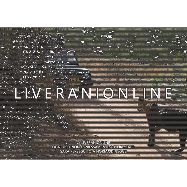 (120531) -- NEW DELHI, May 31, 2012 () -- Tourists take photos of a tiger in Rathambhore Tiger Reserve in Rajasthan State, north India, May 30, 2012. Rathambhore Tiger Reserve is one of the tiger reserves in India. It has an area of 392 square kilometers and used to be the private hunting field of the Maharaja of Jaipur. In 1980, it became the National Park and tiger reserve after Indian government banned tiger hunting. Now more than 35 adult tigers and 23 tiger cubs are recorded. (/Li Yigang) (zyw) /PHOTOSHOT/AG ALDO LIVERANI SAS -ITALY ONLY -