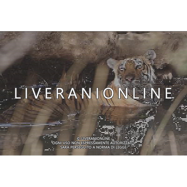 (120531) -- NEW DELHI, May 31, 2012 () -- A tiger rests in a pond in Rathambhore Tiger Reserve in Rajasthan State, north India, May 30, 2012. Rathambhore Tiger Reserve is one of the tiger reserves in India. It has an area of 392 square kilometers and used to be the private hunting field of the Maharaja of Jaipur. In 1980, it became the National Park and tiger reserve after Indian government banned tiger hunting. Now more than 35 adult tigers and 23 tiger cubs are recorded. (/Li Yigang) (zyw) /PHOTOSHOT/AG ALDO LIVERANI SAS -ITALY ONLY -