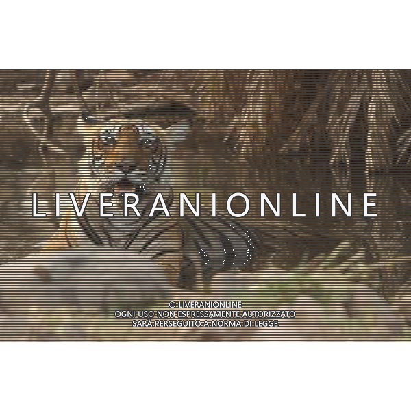 (120531) -- NEW DELHI, May 31, 2012 () -- A tiger rests in a pond in Rathambhore Tiger Reserve in Rajasthan State, north India, May 30, 2012. Rathambhore Tiger Reserve is one of the tiger reserves in India. It has an area of 392 square kilometers and used to be the private hunting field of the Maharaja of Jaipur. In 1980, it became the National Park and tiger reserve after Indian government banned tiger hunting. Now more than 35 adult tigers and 23 tiger cubs are recorded. (/Li Yigang) (zyw) /PHOTOSHOT/AG ALDO LIVERANI SAS -ITALY ONLY -