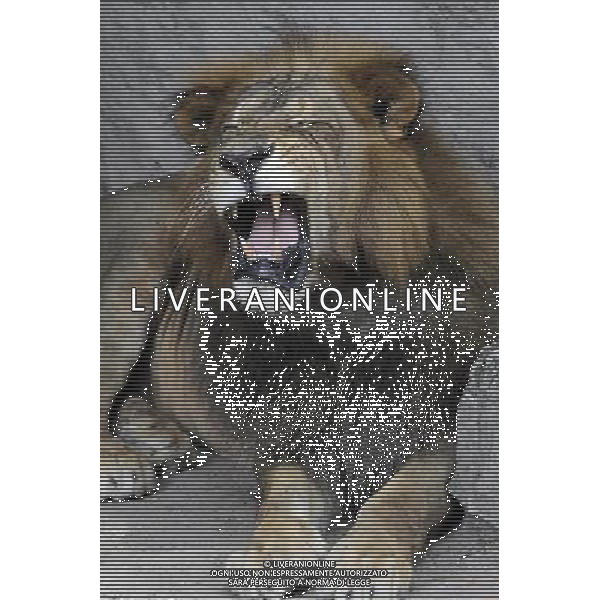 (120608) -- SAN SALVADOR, June 8, 2012 () -- A lion (Panthera Leo), endangered, remains in captivity at a zoo in San Salvador, capital of El Salvador, June 5, 2012. The National Zoo received 40,000 visits per year and kept in captivity 117 animal species, mainly in danger of extinction in the country. (/Oscar Rivera) (ctt) ©photoshot/Agenzia Aldo Liverani Sas - ITALY ONLY - Animali ospiti dello zoo nazionale di San Salvador, capitale di El Salvador, 5 giugno 2012.