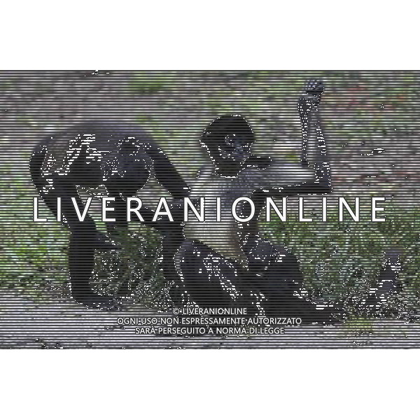(120608) -- SAN SALVADOR, June 8, 2012 () -- Spider Monkeys (Ateles Geoffroyi), endangered, remain in captivity at a zoo in San Salvador, capital of El Salvador, June 5, 2012. The National Zoo received 40,000 visits per year and kept in captivity 117 animal species, mainly in danger of extinction in the country. (/Oscar Rivera) (ctt) ©photoshot/Agenzia Aldo Liverani Sas - ITALY ONLY - Animali ospiti dello zoo nazionale di San Salvador, capitale di El Salvador, 5 giugno 2012.