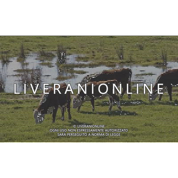 (120613) -- SYDNEY, June 13, 2012 () -- Cattle graze in a farm in Mt Baw Baw in eastern Australia on June 11, 2012. Millions of small ponds were built across Australia for irrigation and feeding livestock. (/Jin Linpeng) (zw) /PHOTOSHOT/AG ALDO LIVERANI SAS - ITALY ONLY - *** Local Caption *** .