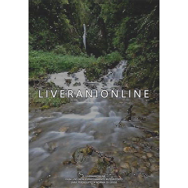 (120619) -- NYINGCHI, June 19, 2012 () -- Photo taken on June 15, 2012 shows a brook at Yi\'ong State Geological park in Bomi County, Nyingchi Prefecture of southwest China\'s Tibet Autonomous Region. (/Purbu Zhaxi) (lfj) ©photoshot/AGENZIA ALDO LIVERANI SAS - ITALY ONLY - Il parco geologico di Yi\'ong Stato in Bomi County, Nyingchi Prefettura della regione sud-ovest della Cina autonoma del Tibet 19 giugno 2012