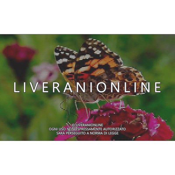 (120619) -- NYINGCHI, June 19, 2012 () -- Photo taken on June 15, 2012 shows a butterfly at Yi\'ong State Geological park in Bomi County, Nyingchi Prefecture of southwest China\'s Tibet Autonomous Region. (/Purbu Zhaxi) (lfj) ©photoshot/AGENZIA ALDO LIVERANI SAS - ITALY ONLY - Il parco geologico di Yi\'ong Stato in Bomi County, Nyingchi Prefettura della regione sud-ovest della Cina autonoma del Tibet 19 giugno 2012