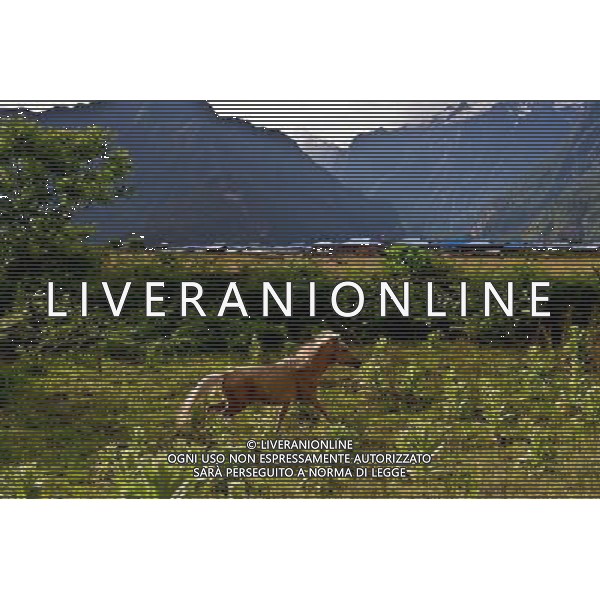 (120619) -- NYINGCHI, June 19, 2012 () -- A horse gallops at Yi\'ong State Geological park in Bomi County, Nyingchi Prefecture of southwest China\'s Tibet Autonomous Region, June 15, 2012. (/Purbu Zhaxi) (lfj) ©photoshot/AGENZIA ALDO LIVERANI SAS - ITALY ONLY - Il parco geologico di Yi\'ong Stato in Bomi County, Nyingchi Prefettura della regione sud-ovest della Cina autonoma del Tibet 19 giugno 2012