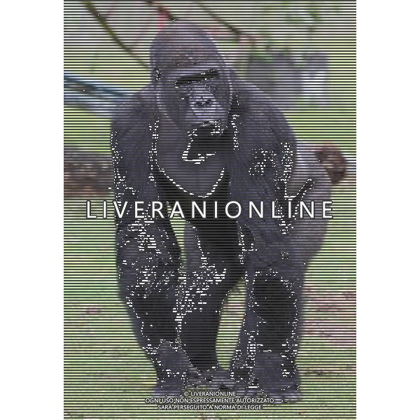 LYMPNE, ENGLAND - JUNE 06: Gorillas roam an enclosure as Prince William, Duke of Cambridge visits Port Lympne Wild Animal Park on June 6, 2012 in Port Lympne, England. Prince William, Duke of Cambridge was visiting the park to meet staff and rhinos involved in a translocation project. The Aspinall Foundation along with the Tusk Trust and the George Adamson Trust are combining forces to stage a rare translocation of three captive born black rhino to Mkomazi National Park in Tanzania in order to rejuvenate numbers of the black rhino in the area. The three animals are being airlifted in a dedicated DHL Boeing 757 from Manston Airport in Kent direct to Kilimanjaro Int Airport in Tanzania. The three black rhino have been donated by Damian Aspinall, Chairman of The Aspinall Foundation, from their breeding group at Port Lympne Wild Animal Park in Kent. The reintroduction of endangered species to the wild to assist breeding programmes is a major focus of The Aspinall Foundation. Prince William, Duke of Cambridge as Patron of Tusk Trust and a dedicated campaigner against poaching visited the rhinos at Port Lympne ahead of their translocation and today released a speech via the BBC highlighting his dedication to the fight against the illegal trade of ivory. /PHOTOSHOT/ALDO LIVERANI