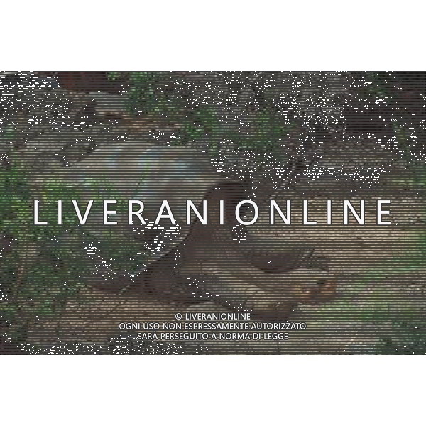 Lonesome George, the last remaining member of the Pinta Island tortoise subspecies (Geochelone nigra abingdoni) has died at the age of c.100, making his sub-species extinct. Galapagos Tortoise (Geochelone elephantopus abingdoni) named Lonesome George, Pinta Island, Galapagos Islands ©photoshot/AGENZIA ALDO LIVERANI SAS - ITALY ONLY - La Tartaruga delle Galapagos (Lonseome George), l\'ultimo esemplare rimasto della sottospecie di tartarughe dell\'isola Pinta (Geochelone nigra abingdoni) e\' morto all\'eta\' di 100 anni, rendendo la sottospecie estinta. 
