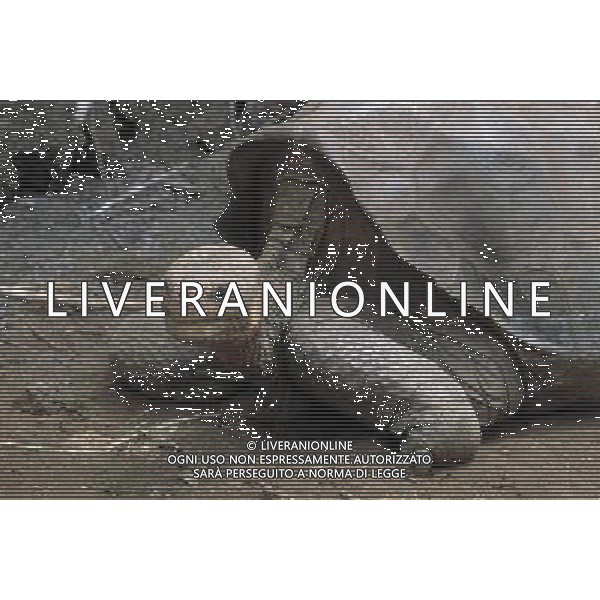 Lonesome George, the last remaining member of the Pinta Island tortoise subspecies (Geochelone nigra abingdoni) has died at the age of c.100, making his sub-species extinct. Galapagos Tortoise (Geochelone elephantopus abingdoni) named Lonesome George, Pinta Island, Galapagos Islands ©photoshot/AGENZIA ALDO LIVERANI SAS - ITALY ONLY - La Tartaruga delle Galapagos (Lonseome George), l\'ultimo esemplare rimasto della sottospecie di tartarughe dell\'isola Pinta (Geochelone nigra abingdoni) e\' morto all\'eta\' di 100 anni, rendendo la sottospecie estinta. 