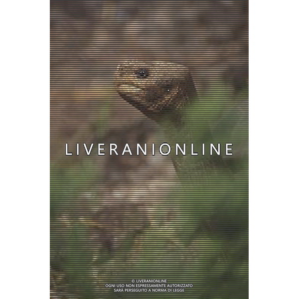 Lonesome George, the last remaining member of the Pinta Island tortoise subspecies (Geochelone nigra abingdoni) has died at the age of c.100, making his sub-species extinct. Galapagos Tortoise (Geochelone elephantopus abingdoni) named Lonesome George, Pinta Island, Galapagos Islands ©photoshot/AGENZIA ALDO LIVERANI SAS - ITALY ONLY - La Tartaruga delle Galapagos (Lonseome George), l\'ultimo esemplare rimasto della sottospecie di tartarughe dell\'isola Pinta (Geochelone nigra abingdoni) e\' morto all\'eta\' di 100 anni, rendendo la sottospecie estinta. 