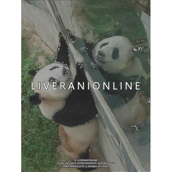 (120704) -- KUNMING, July 4, 2012 () -- Photo taken on July 2010 shows the giant panda \'Meiqian\' playing in Yunnan Safari Park in Kunming, capital of southwest China\'s Yunnan Province. Three giant pandas who were brought here from southwest China\'s Sichuan Province after the Wenchuan Earthquake in 2008 will return to their hometown soon to breed offsprings. (/Li Li) (cl/zgp) ©photoshot/AGENZIA ALDO LIVERANI SAS - ITALY ONLY - Orso panda gigante nel Safari Park di Yunnan a Kunming a sud-ovest della Cina.