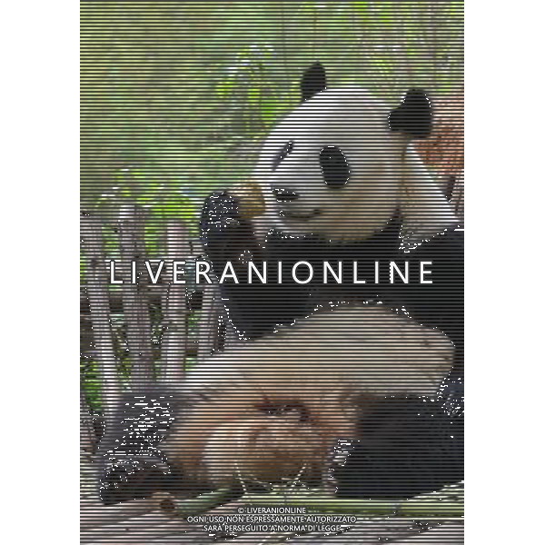 (120704) -- KUNMING, July 4, 2012 () -- Photo taken on June, 2012 shows the giant panda \'Qianqian\' in Yunnan Safari Park in Kunming, capital of southwest China\'s Yunnan Province. Three giant pandas who were brought here from southwest China\'s Sichuan Province after the Wenchuan Earthquake in 2008 will return to their hometown soon to breed offsprings. (/Li Li) (cl/zgp) ©photoshot/AGENZIA ALDO LIVERANI SAS - ITALY ONLY - Orso panda gigante nel Safari Park di Yunnan a Kunming a sud-ovest della Cina.