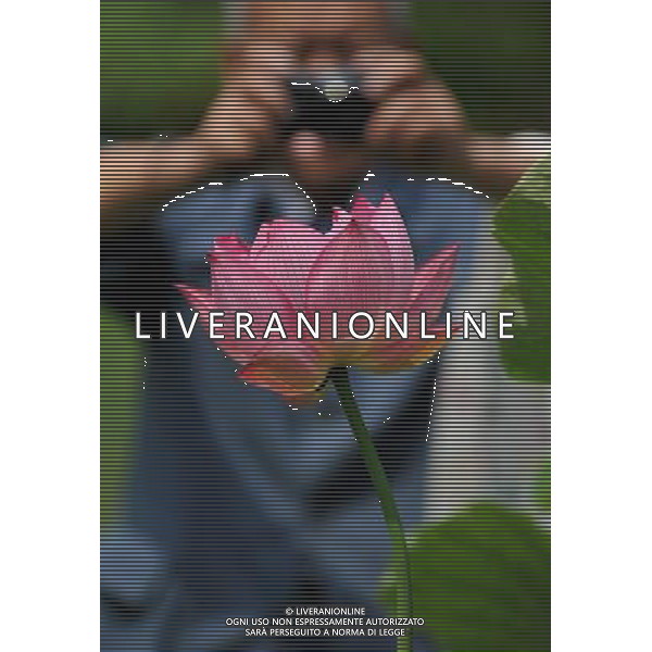 (120707) -- KUNMING, July 7, 2012 () -- A tourist takes photos of lotus flowers in Daguan Park in Kunming, capital of southwest China\'s Yunnan Province, July 7, 2012. (/Lin Yiguang) (lfj) PHOTOSHOT/AG ALDO LIVERANI SAS - ITALY ONLY -