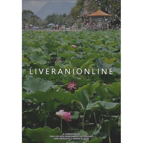 (120707) -- KUNMING, July 7, 2012 () -- Tourists enjoy lotus flowers in Daguan Park in Kunming, capital of southwest China\'s Yunnan Province, July 7, 2012. (/Lin Yiguang) (lfj) PHOTOSHOT/AG ALDO LIVERANI SAS - ITALY ONLY -