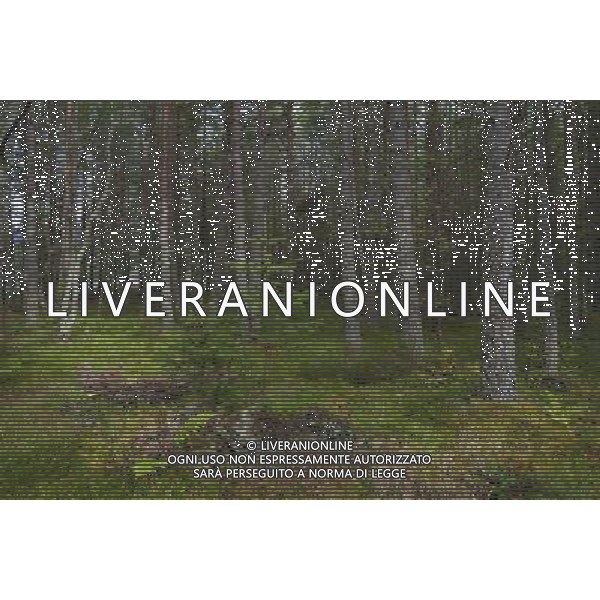 UK SCOTLAND Glenmore Forest Park -- 04 Jul 2012 -- File photo of pine and deciduous forest near Aviemore in the Glenmore Forest Park Scotland UK. The UK Government today said it would not sell the public forest estate after an expert panel called for the 258,000 hectares of woodland to remain in public ownership -- ©photoshot/AGENZIA ALDO LIVERANI SAS - ITALY ONLY - Pini e boschi di latifoglie nella foresta Glenmore in Scozia 04 luglio 2012