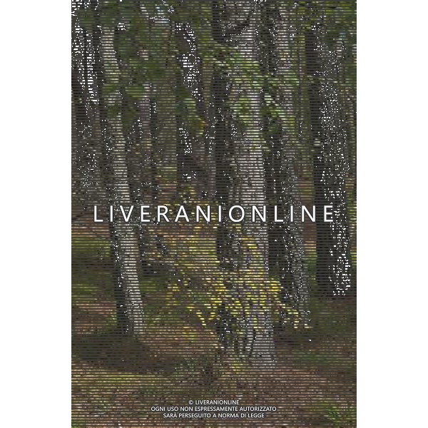 UK SCOTLAND Glenmore Forest Park -- 04 Jul 2012 -- File photo of pine and deciduous forest near Aviemore in the Glenmore Forest Park Scotland UK. The UK Government today said it would not sell the public forest estate after an expert panel called for the 258,000 hectares of woodland to remain in public ownership -- ©photoshot/AGENZIA ALDO LIVERANI SAS - ITALY ONLY - Pini e boschi di latifoglie nella foresta Glenmore in Scozia 04 luglio 2012