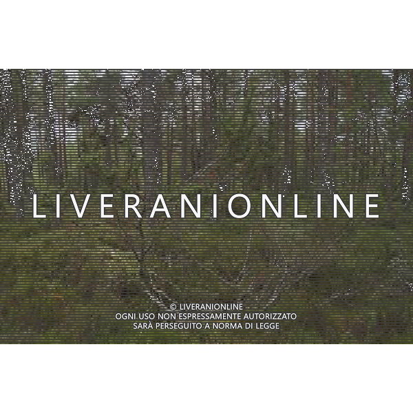 UK SCOTLAND Glenmore Forest Park -- 04 Jul 2012 -- File photo of pine and deciduous forest near Aviemore in the Glenmore Forest Park Scotland UK. The UK Government today said it would not sell the public forest estate after an expert panel called for the 258,000 hectares of woodland to remain in public ownership -- ©photoshot/AGENZIA ALDO LIVERANI SAS - ITALY ONLY - Pini e boschi di latifoglie nella foresta Glenmore in Scozia 04 luglio 2012