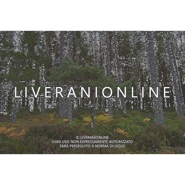 UK SCOTLAND Glenmore Forest Park -- 04 Jul 2012 -- File photo of pine and deciduous forest near Aviemore in the Glenmore Forest Park Scotland UK. The UK Government today said it would not sell the public forest estate after an expert panel called for the 258,000 hectares of woodland to remain in public ownership -- ©photoshot/AGENZIA ALDO LIVERANI SAS - ITALY ONLY - Pini e boschi di latifoglie nella foresta Glenmore in Scozia 04 luglio 2012