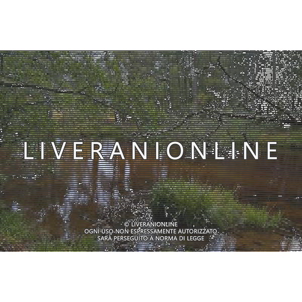 UK SCOTLAND Glenmore Forest Park -- 04 Jul 2012 -- File photo of pine and deciduous forest near Aviemore in the Glenmore Forest Park Scotland UK. The UK Government today said it would not sell the public forest estate after an expert panel called for the 258,000 hectares of woodland to remain in public ownership -- ©photoshot/AGENZIA ALDO LIVERANI SAS - ITALY ONLY - Pini e boschi di latifoglie nella foresta Glenmore in Scozia 04 luglio 2012