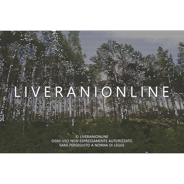 UK SCOTLAND Glenmore Forest Park -- 04 Jul 2012 -- File photo of pine and deciduous forest near Aviemore in the Glenmore Forest Park Scotland UK. The UK Government today said it would not sell the public forest estate after an expert panel called for the 258,000 hectares of woodland to remain in public ownership -- ©photoshot/AGENZIA ALDO LIVERANI SAS - ITALY ONLY - Pini e boschi di latifoglie nella foresta Glenmore in Scozia 04 luglio 2012