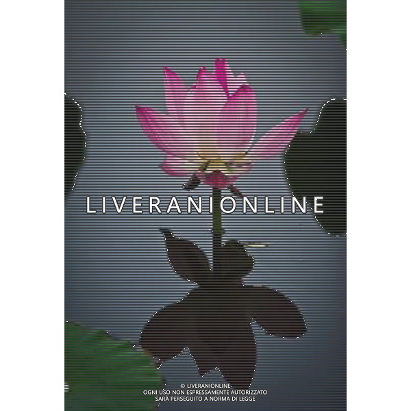(120704) -- TIANJIN, July 4, 2012 () -- Photo taken on July 3, 2012 shows a lotus flower in Nankai University in north China\'s Tianjin Municipality. (/Yue yuewei) (mp) ©photoshot/AGENZIA ALDO LIVERANI SAS - ITALY ONLY - Fiore di loto in Nankai University in Municipalita\' di Tianjin Cina del nord.