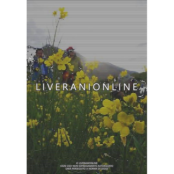 (120705) -- LHASA, July 5, 2012 () -- Visitors play in the rapeseed fields in Doilungdeqen County of Lhasa, capital of southwest China\'s Tibet Autonomous Region, July 4, 2012. The rape flowers along the Yarlung Zangbo River are in full bloom in July, attracting quite a lot of tourists. (/Wen Tao) (cl/zgp) ©photoshot/AGENZIA ALDO LIVERANI SAS - ITALY ONLY - Campi di colza in piena fioritura a Doilungdeqen Contea di Lhasa, capitale della regione sud-ovest della Cina autonoma del Tibet, 4 luglio 2012.