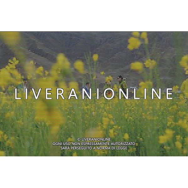 (120705) -- LHASA, July 5, 2012 () -- Visitors play in the rapeseed fields in Doilungdeqen County of Lhasa, capital of southwest China\'s Tibet Autonomous Region, July 4, 2012. The rape flowers along the Yarlung Zangbo River are in full bloom in July, attracting quite a lot of tourists. (/Wen Tao) (cl/zgp) ©photoshot/AGENZIA ALDO LIVERANI SAS - ITALY ONLY - Campi di colza in piena fioritura a Doilungdeqen Contea di Lhasa, capitale della regione sud-ovest della Cina autonoma del Tibet, 4 luglio 2012.