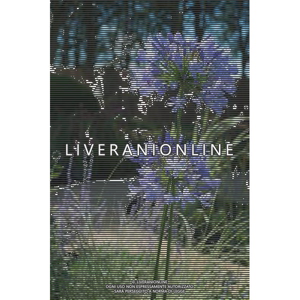 RHS Tatton 2012 - Royal Horticultural Society\'s Tatton Park Show on July 18, 2012 in Knutsford, England. PHOTOSHOT/AG ALDO LIVERANI SAS - ITALY ONLY -