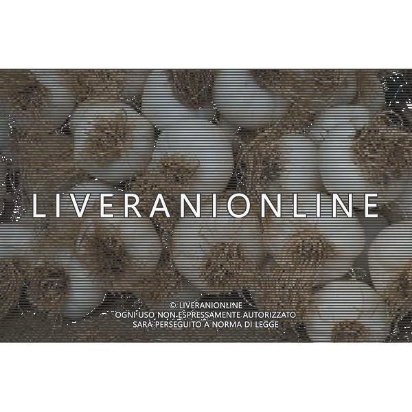 RHS Tatton 2012 - Royal Horticultural Society\'s Tatton Park Show on July 18, 2012 in Knutsford, England. PHOTOSHOT/AG ALDO LIVERANI SAS - ITALY ONLY -