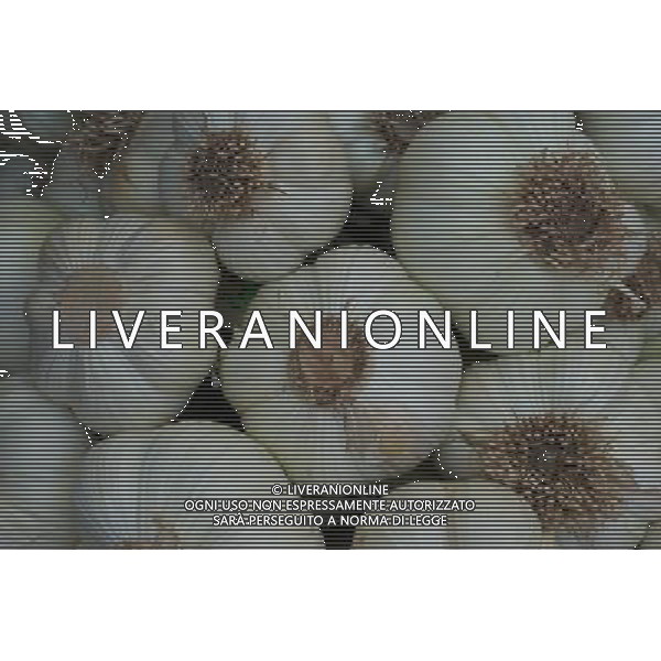 RHS Tatton 2012 - Royal Horticultural Society\'s Tatton Park Show on July 18, 2012 in Knutsford, England. PHOTOSHOT/AG ALDO LIVERANI SAS - ITALY ONLY -