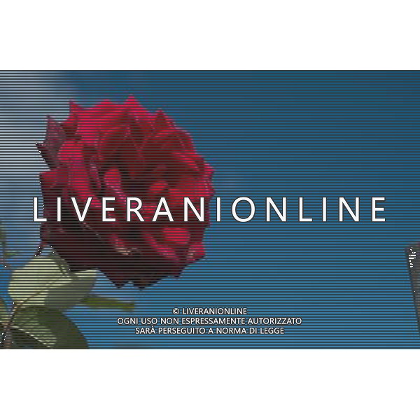 RHS Tatton 2012 - Royal Horticultural Society\'s Tatton Park Show on July 18, 2012 in Knutsford, England. PHOTOSHOT/AG ALDO LIVERANI SAS - ITALY ONLY -