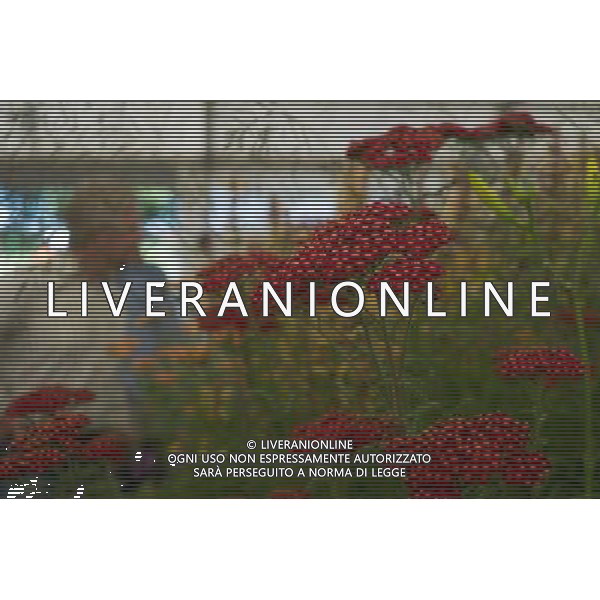 RHS Tatton 2012 - Royal Horticultural Society\'s Tatton Park Show on July 18, 2012 in Knutsford, England. PHOTOSHOT/AG ALDO LIVERANI SAS - ITALY ONLY -