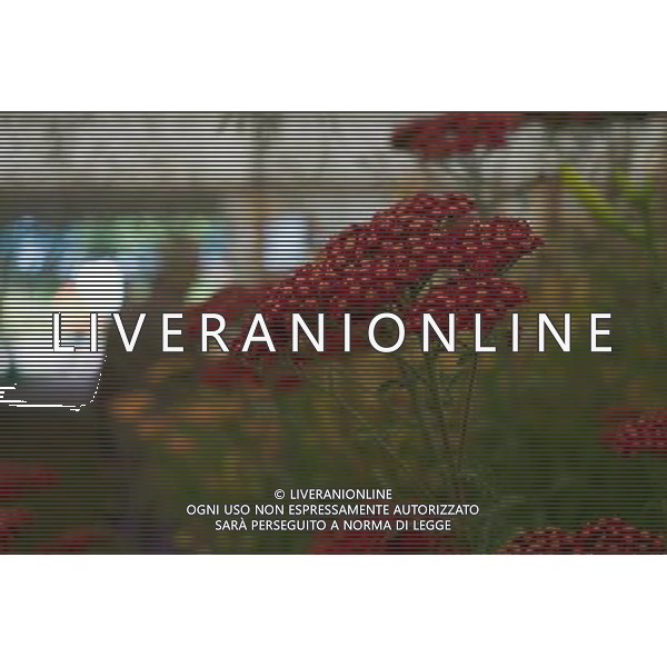 RHS Tatton 2012 - Royal Horticultural Society\'s Tatton Park Show on July 18, 2012 in Knutsford, England. PHOTOSHOT/AG ALDO LIVERANI SAS - ITALY ONLY -