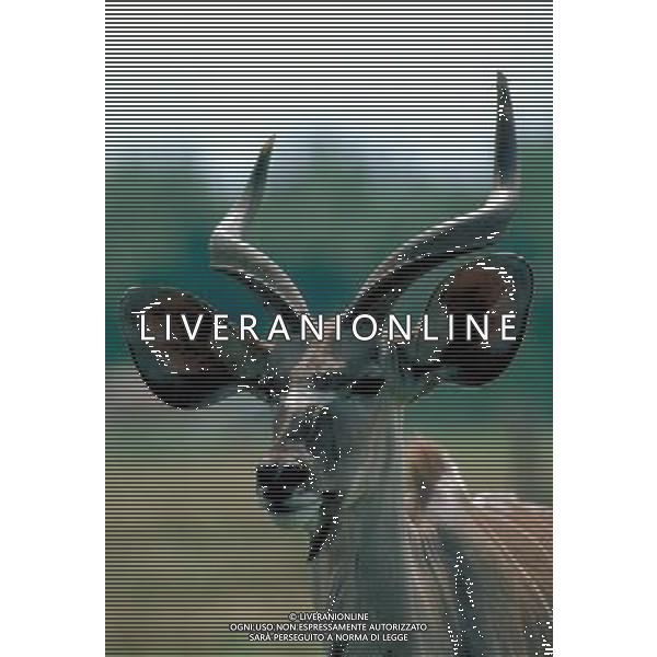 ANIMALI nella foto: Antilope ALDO LIVERANI