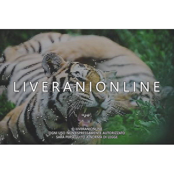 ©photoshot/Agenzia Aldo Liverani Sas - ITALY ONLY - La Tigre siberiana (una delle specie animali piu\' rara del mondo) in un parco zoologico in Cina