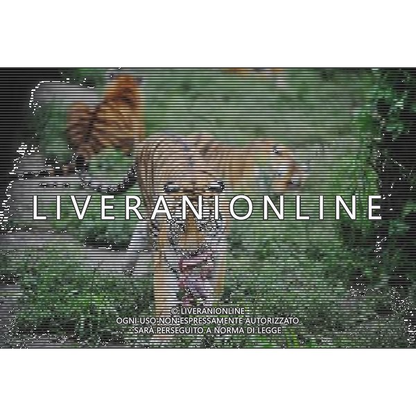 ©photoshot/Agenzia Aldo Liverani Sas - ITALY ONLY - La Tigre siberiana (una delle specie animali piu\' rara del mondo) in un parco zoologico in Cina