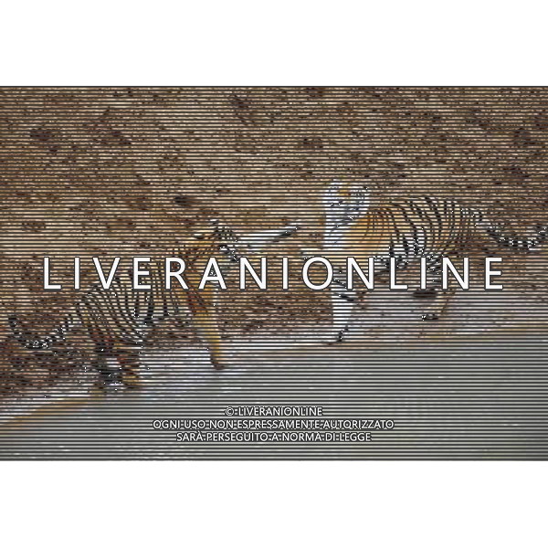 ©photoshot/Agenzia Aldo Liverani Sas - ITALY ONLY - La Tigre siberiana (una delle specie animali piu\' rara del mondo) in un parco zoologico in Cina