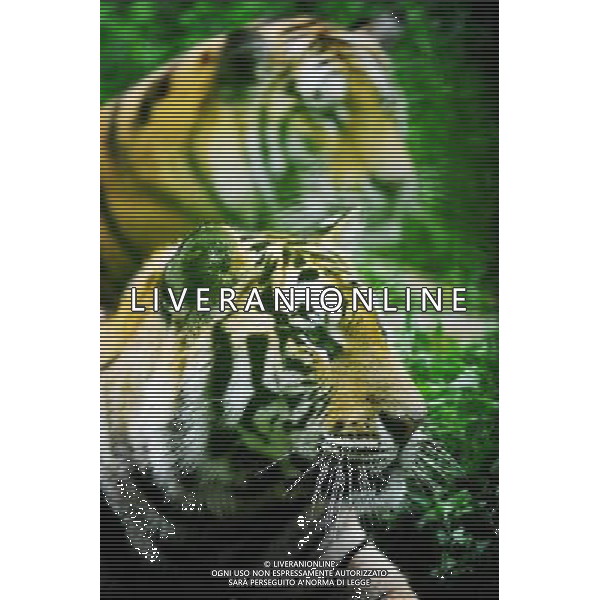 ©photoshot/Agenzia Aldo Liverani Sas - ITALY ONLY - La Tigre siberiana (una delle specie animali piu\' rara del mondo) in un parco zoologico in Cina