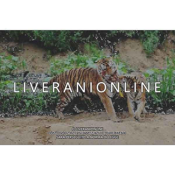 (120803) -- HARBIN, Aug. 3, 2012 () -- Two Siberia tigers scramble for a chicken during a wilderness training program at loafing area of Heilongjiang Siberian Tiger Park in Harbin, capital of northeast China\'s Heilongjiang Province, Aug. 3, 2012. Zoologists at the Heilongjiang Siberian Tiger Garden, the world\'s largest breeding center for Siberian tigers, announced on Friday the beginning of a wilderness training program for Siberian tigers. Seven Siberian tigers are participating in the program and the figure is expected to rise to 11 by the end of the year. Siberian tigers are one of the world\'s rarest animal species. Only 300 are believed to be living in the wild, with 20 in northeast China. (/Wang Jianwei) (lx) ©photoshot/Agenzia Aldo Liverani Sas - ITALY ONLY - La Tigre siberiana (una delle specie animali piu\' rara del mondo) in un parco zoologico in Cina