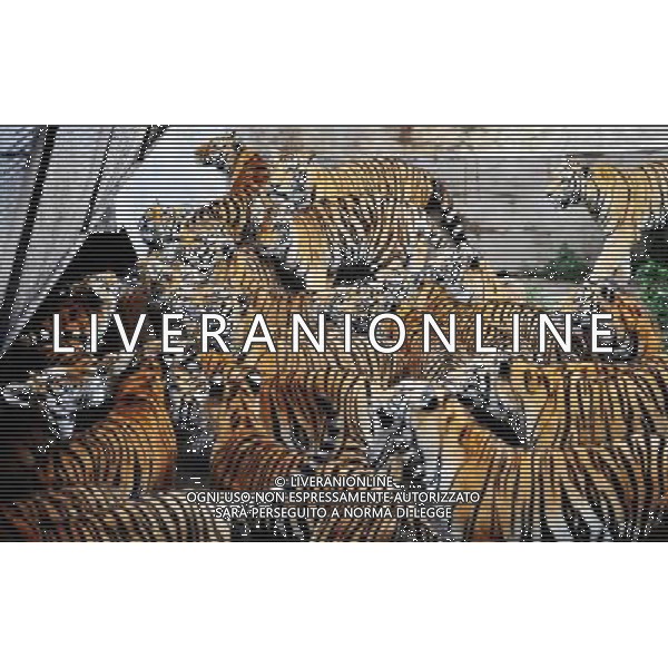 ©photoshot/Agenzia Aldo Liverani Sas - ITALY ONLY - La Tigre siberiana (una delle specie animali piu\' rara del mondo) in un parco zoologico in Cina