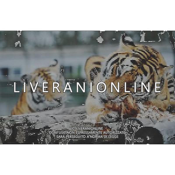 ©photoshot/Agenzia Aldo Liverani Sas - ITALY ONLY - La Tigre siberiana (una delle specie animali piu\' rara del mondo) in un parco zoologico in Cina