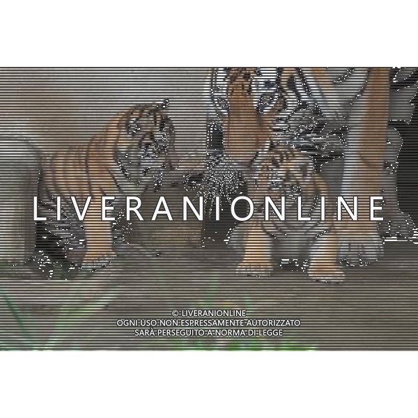 (120804) -- SUZHOU, Aug. 4, 2012 () -- A pair of Siberian tiger cubs play around their mother in the zoo of Suzhou, east China\'s Jiangsu Province, Aug. 4, 2012. A female Siberian tiger gave birth to this pair of twin cubs on June 20 this year. (/Hang Xingwei)(mcg) ©photoshot/Agenzia Aldo Liverani Sas - ITALY ONLY - La Tigre siberiana (una delle specie animali piu\' rara del mondo) in un parco zoologico in Cina